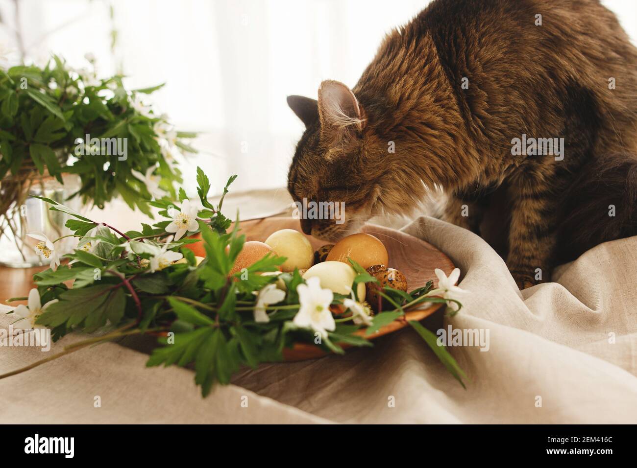 Joli Chat Tabby Sentant Des Œufs De Pâques Pastel Modernes Dans Un Bol En  Bois Avec Fleurs Printanières Sur Table Rustique À La Maison. Pet Avec Œufs  Teints Naturels Sur Le T