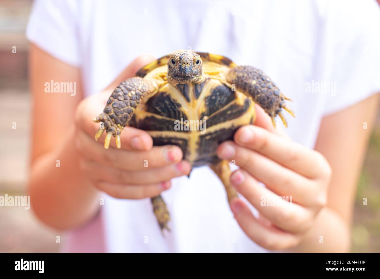 La tortue terrestre d'Asie centrale dans les mains d'un enfant regarde la caméra. Banque D'Images