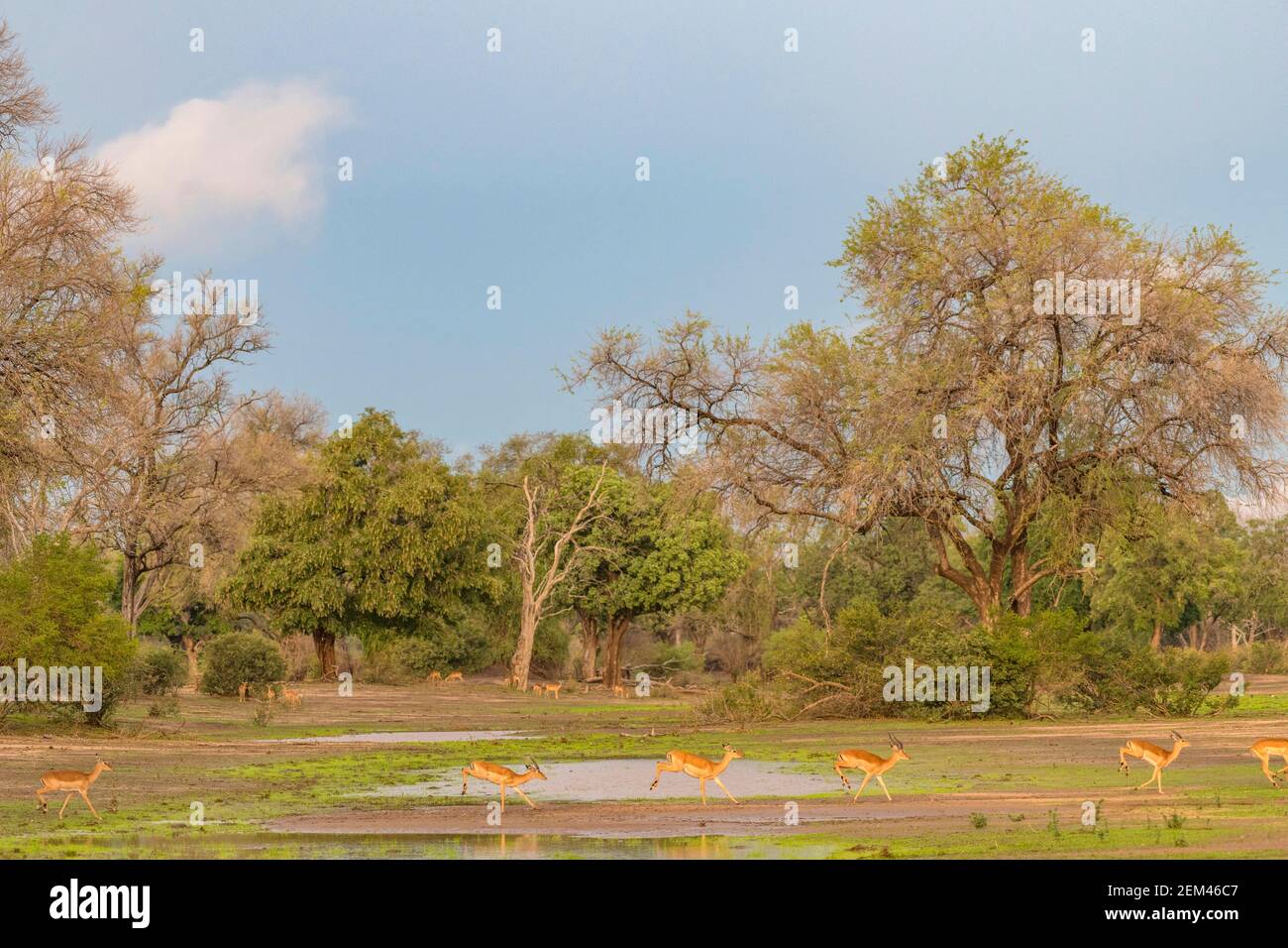 Un troupeau d'Impala, Aepyceros melampus, vu dans le parc national de Mana pools au Zimbabwe pendant la saison humide. Banque D'Images