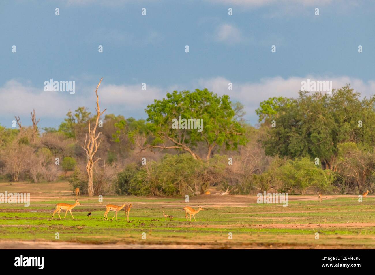 Un troupeau d'Impala, Aepyceros melampus, vu dans le parc national de Mana pools au Zimbabwe pendant la saison humide. Banque D'Images