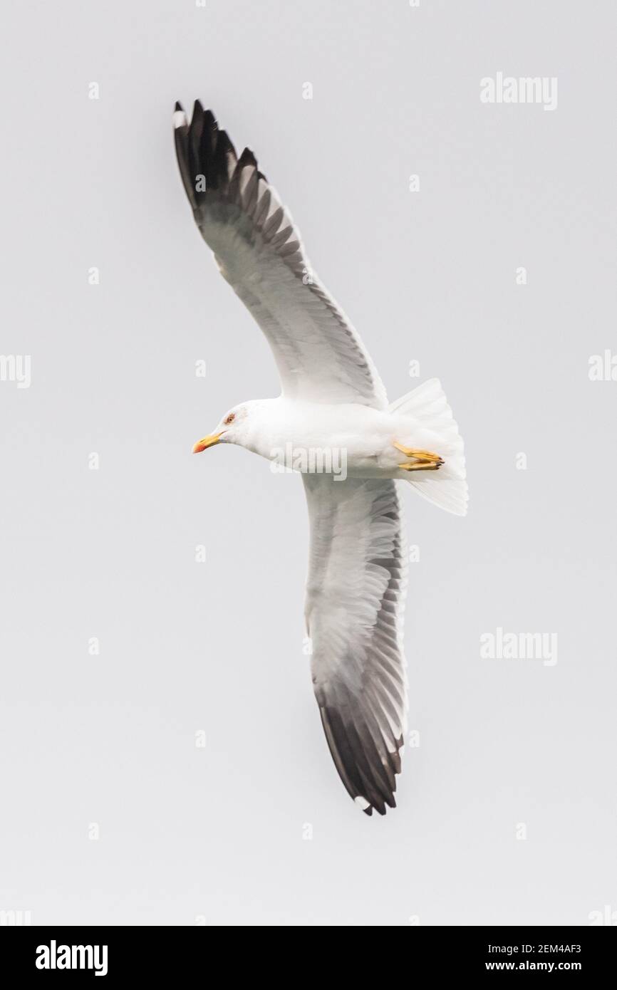 Guette à pattes jaunes, Larus Michahellis en vol contre le ciel gris, Angleterre, Royaume-Uni. Banque D'Images