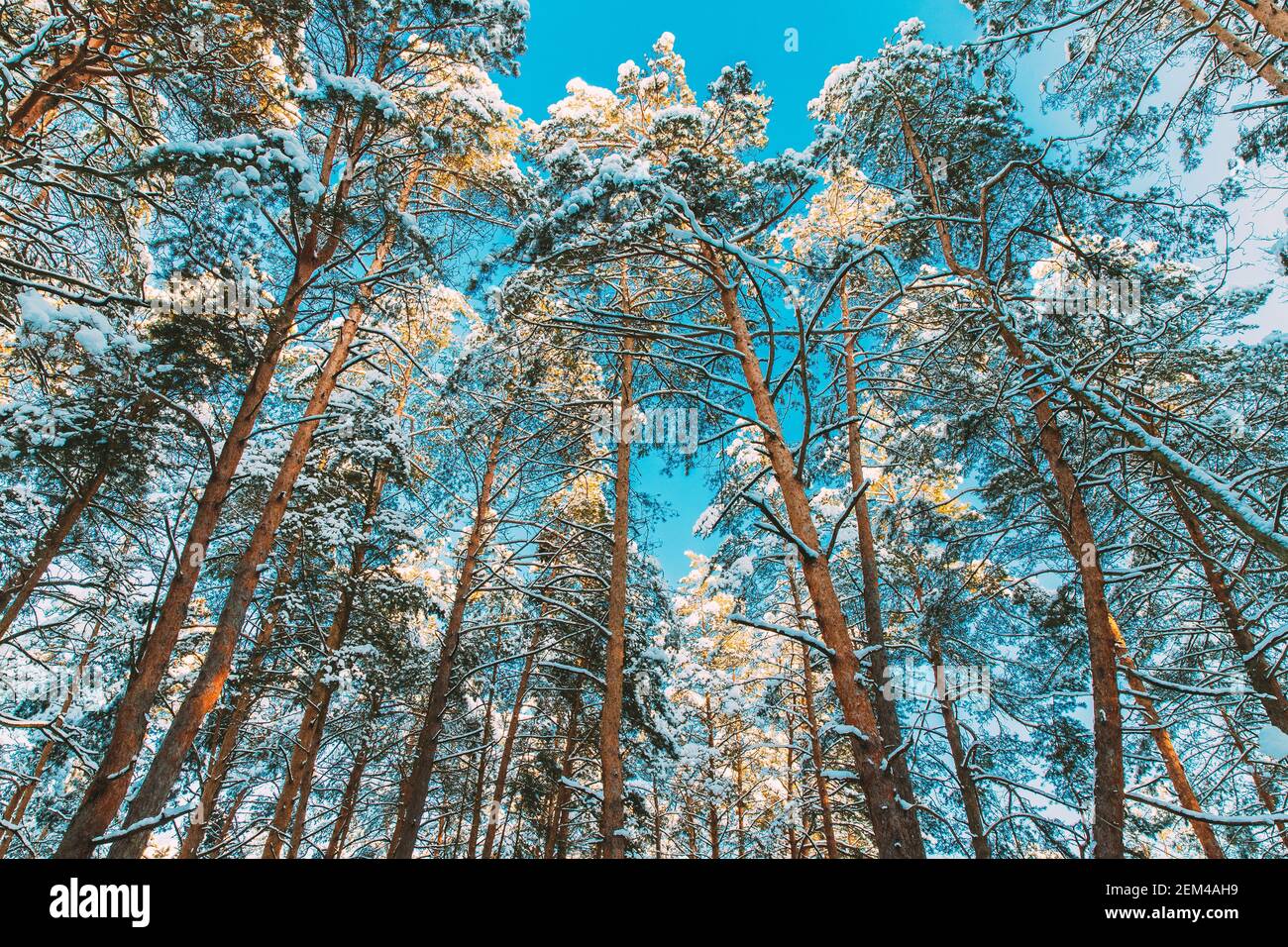 Vue sur la forêt de pins enneigée. Arbres déglacés Bois de Trunks gelés en hiver Forêt conifères enneigées. Beaux bois dans la forêt Banque D'Images
