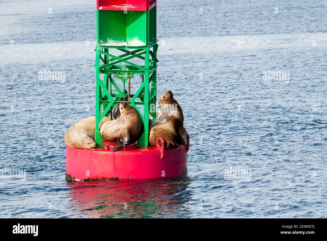 Un groupe de lions de mer de Steller (Eumetopias jubatus) Reposant sur une bouée de navigation au large de la côte de l'Alaska Banque D'Images