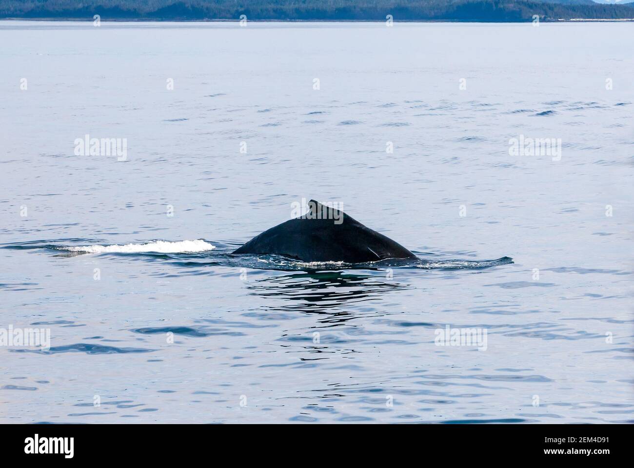 Nageoire dorsale d'une baleine à bosse (Megaptera novaeangliae) Surfaces dans les eaux du sud de l'Alaska Banque D'Images