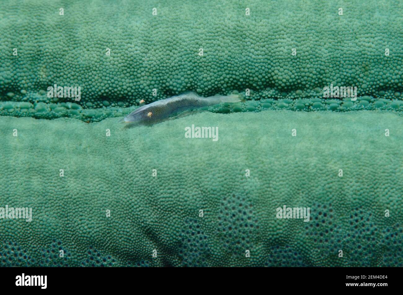 Zenopontonia soror, crevettes d'étoiles de mer, Seestern-Partnergarnele, Seesterngarnele, Linckia laevigata, Étoile de mer bleue, Blauer Seestern Banque D'Images