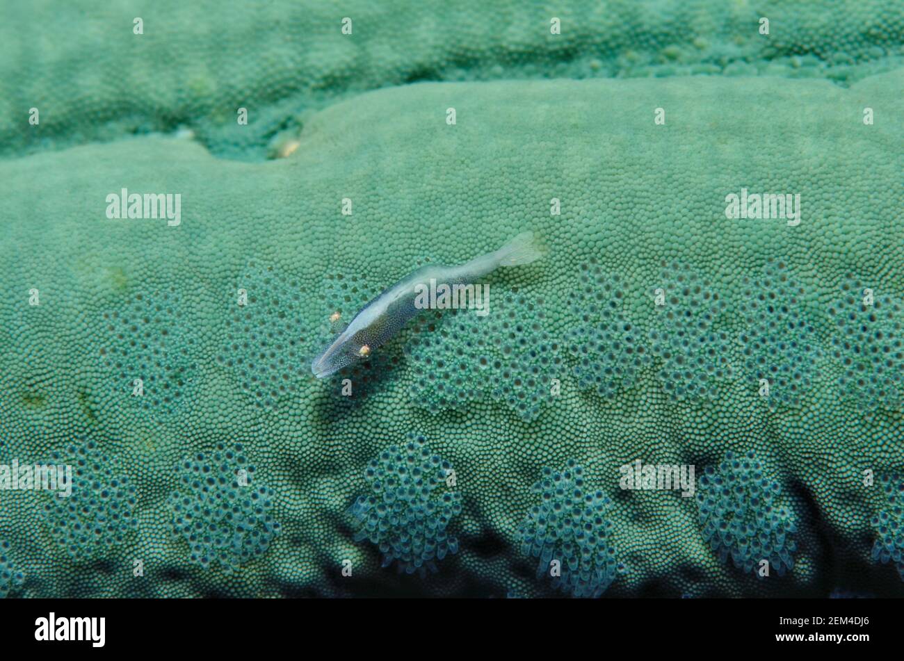 Zenopontonia soror, crevettes d'étoiles de mer, Seestern-Partnergarnele, Seesterngarnele, Linckia laevigata, Étoile de mer bleue, Blauer Seestern Banque D'Images