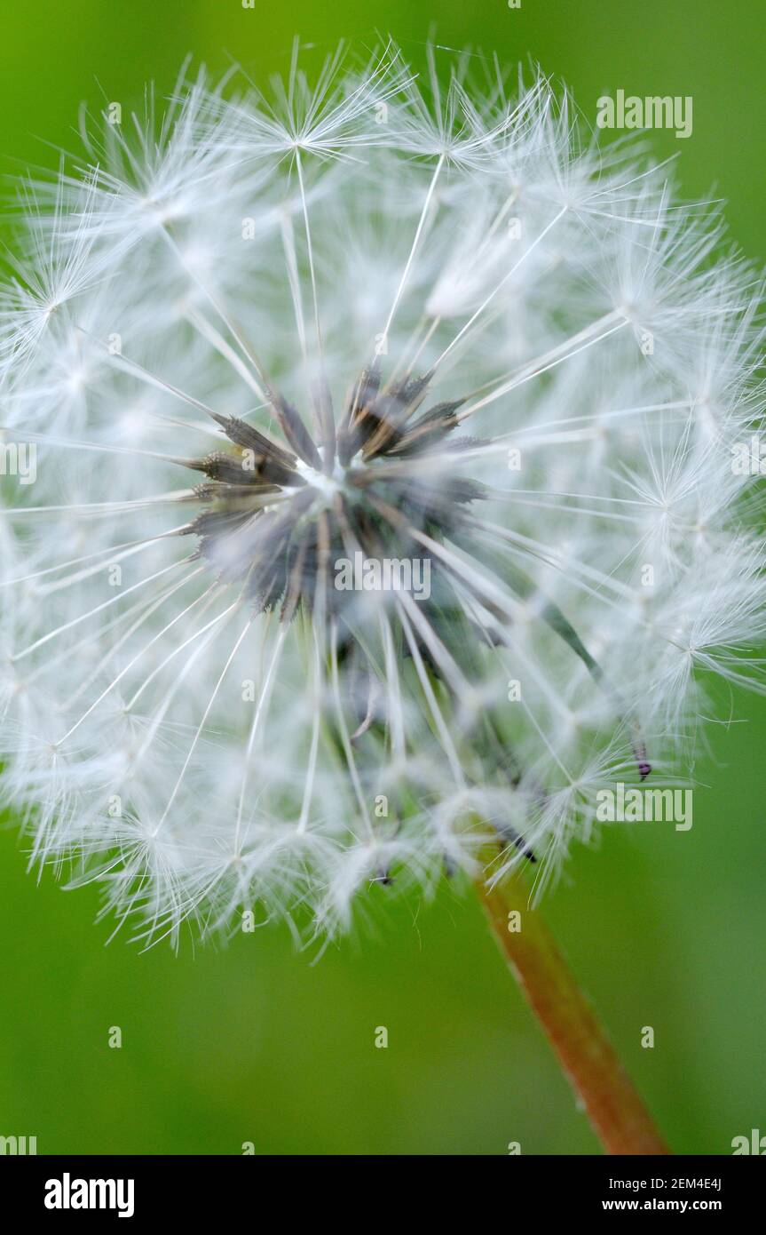 Pissenlit, vallée Cowichan, île de Vancouver, Colombie-Britannique, Canada Banque D'Images