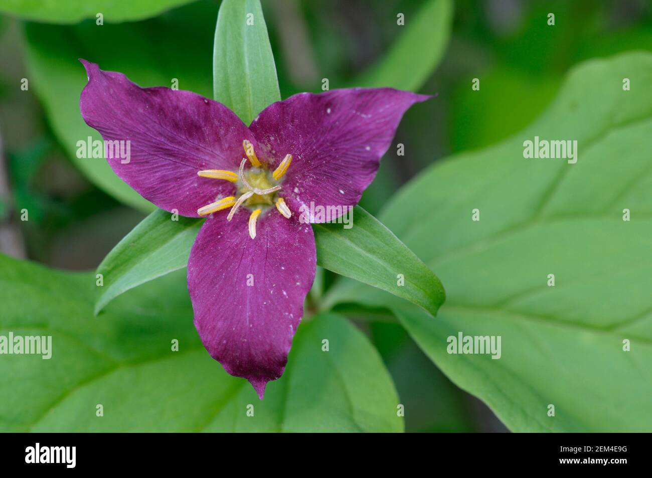 Trillium de l'Ouest (Trillium ovatum), vallée Cowichan, île de Vancouver, Colombie-Britannique, Canada Banque D'Images