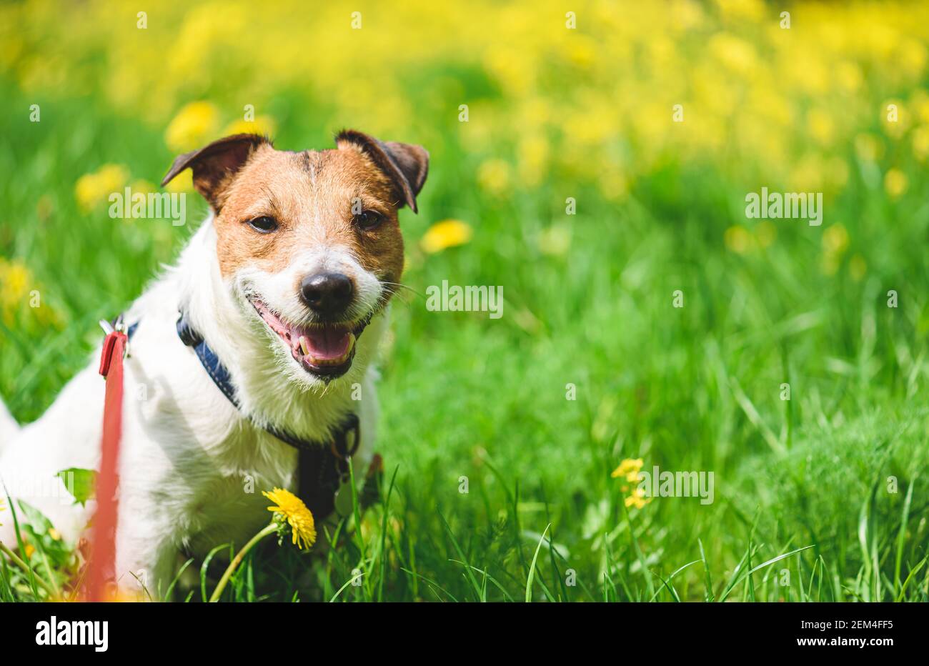 Joyeux chien senior marchant sur la laisse le jour ensoleillé du printemps dans herbe verte de prairie et fleurs Banque D'Images