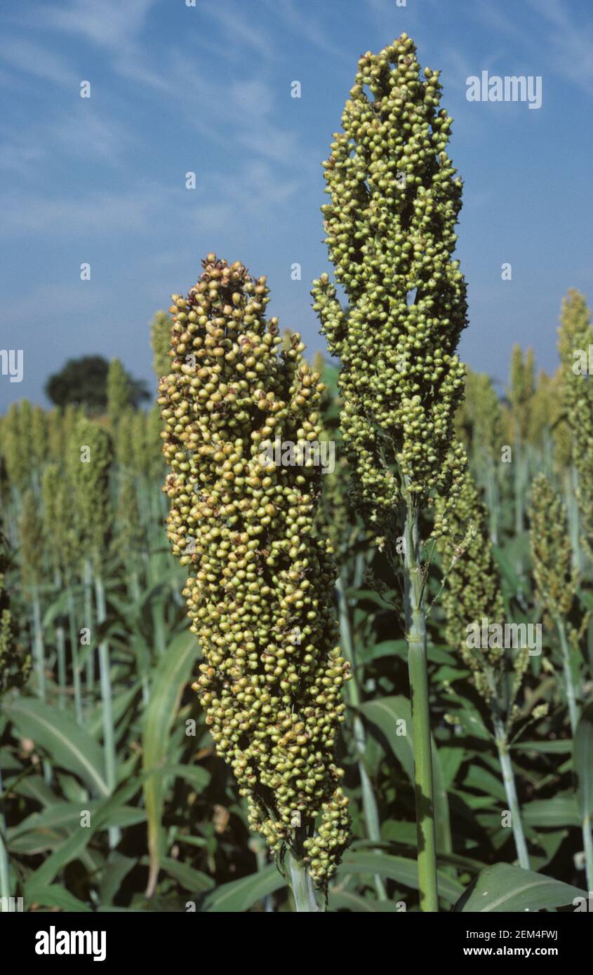 Épis de sorgho, de maïs-balai ou de grand millet (Sorghum bicolor) en maturation contre un ciel bleu, novembre, Thaïlande Banque D'Images