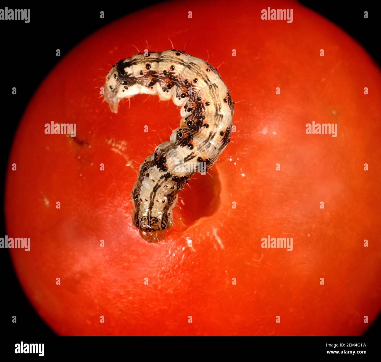 Helicoverpa armigera sur tomate Banque de photographies et d’images à — free download