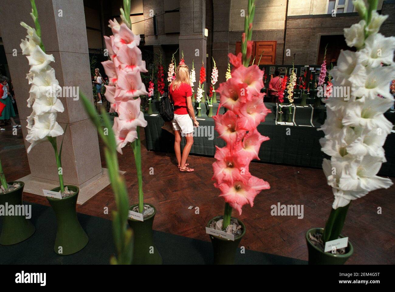 Gladioli à la Société royale d'horticulture Gladiolus et à la plante ornementale Concours où ils étaient participants au New Horticultural Hall À Westminster, Londres Banque D'Images