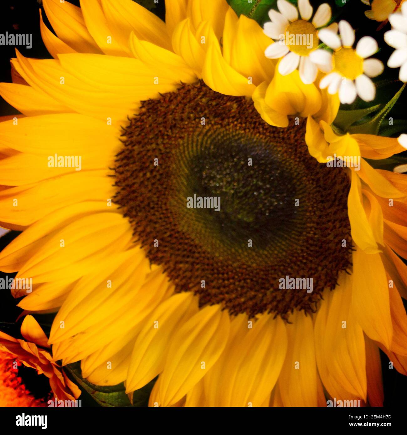 Un gros plan af un tournesol jaune Banque D'Images