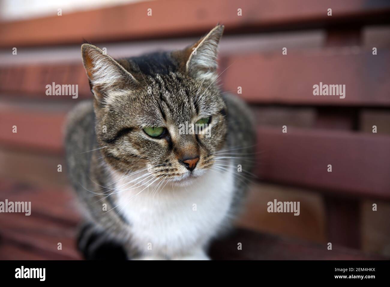 Gros plan portrait d'un beau chat tabby brun-blanc avec des yeux verts, assis sur un banc en bois, en regardant loin. Banque D'Images