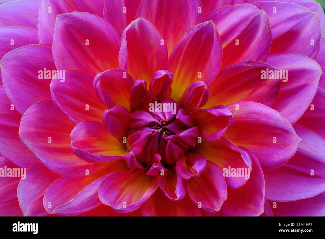 Détail d'un dahlia rose et jaune et d'un bourgeon au Dahlia Garden au point Defiance Park à Tacoma, Washington Banque D'Images