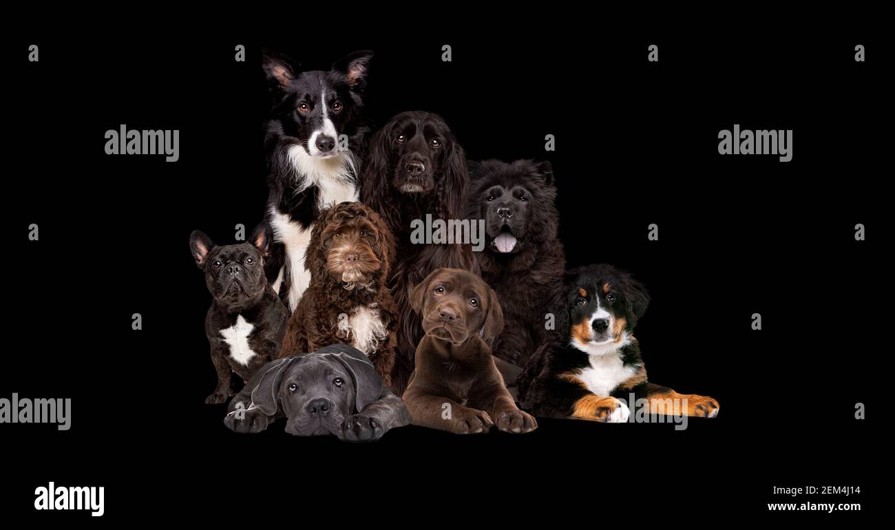 huit chiens isolés sur fond noir et regardant la caméra Banque D'Images