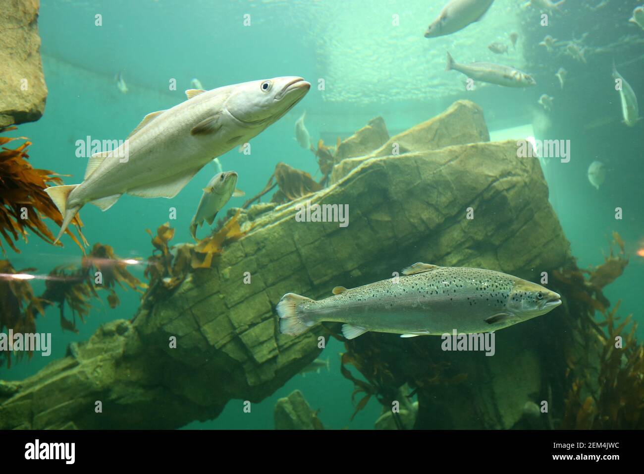 Poissons nagmng dans l'aquarium marin de Macduff à Aberdeenshire, Écosse Banque D'Images