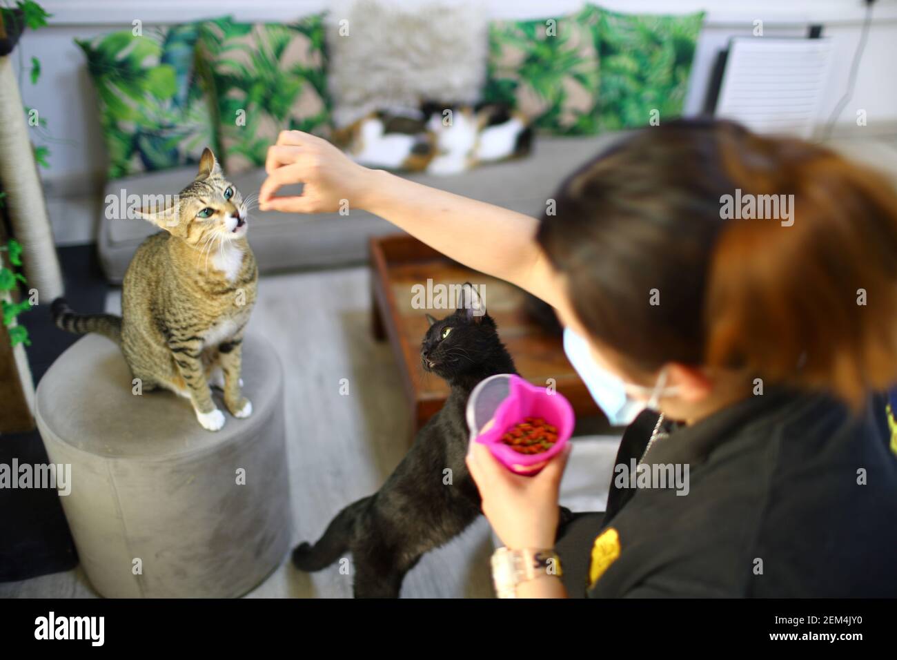 Un Travailleur Nourrit Un Chat Au Cafe Ailuromania Cat Qui Offre La Therapie A L Homme Et L Adoption Aux Chats A Dubai Emirats Arabes Unis Le 24 Fevrier 21 Reuters Ahmed Jadallah Photo Stock
