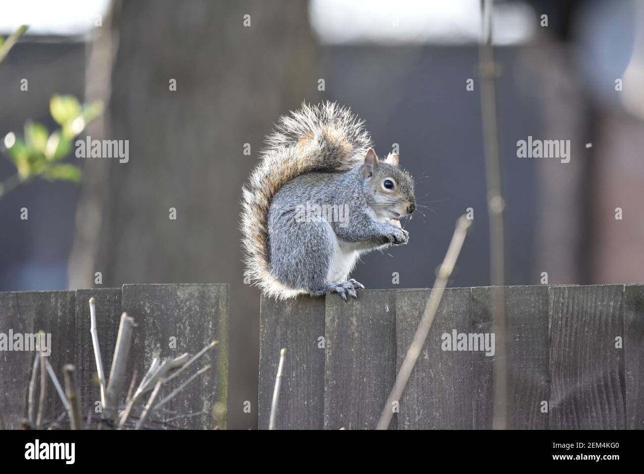 Écureuil gris, Sciurus carolinensis, assis au sommet de Fence en milieu urbain en Angleterre en hiver avec une queue ensoleillée Banque D'Images