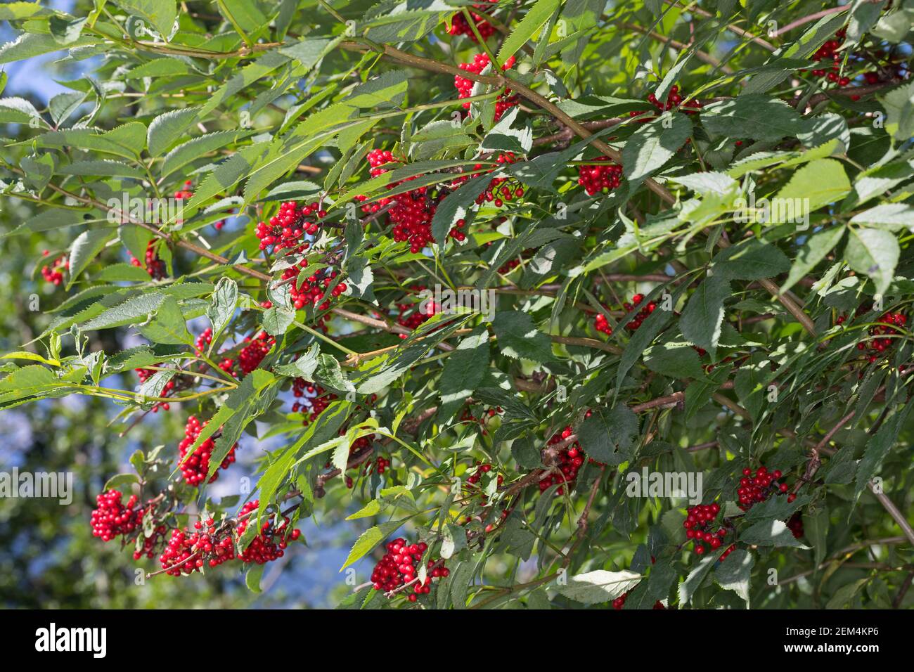 Roter Holunder, Trauben-Holunder, Traubenholunder, Bergholunder, Berg-Holunder, Reife Früchte, Sambucus racemosa, Elder rouge, Elderberry rouge, f Banque D'Images