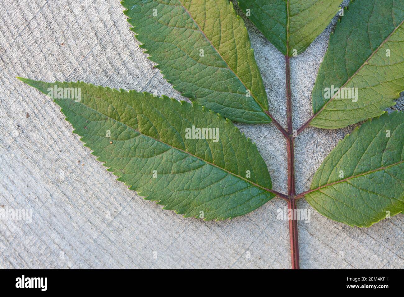 Roter Holunder, Trauben-Holunder, Traubenholunder, Bergholunder, Berg-Holunder, Blatt, Blätterm Sambucus racemosa, Elder rouge, Elderberry rouge, Banque D'Images