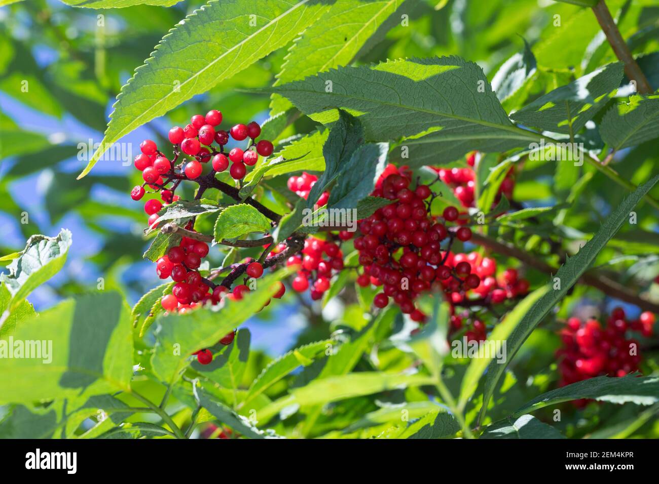 Roter Holunder, Trauben-Holunder, Traubenholunder, Bergholunder, Berg-Holunder, Reife Früchte, Sambucus racemosa, Elder rouge, Elderberry rouge, f Banque D'Images