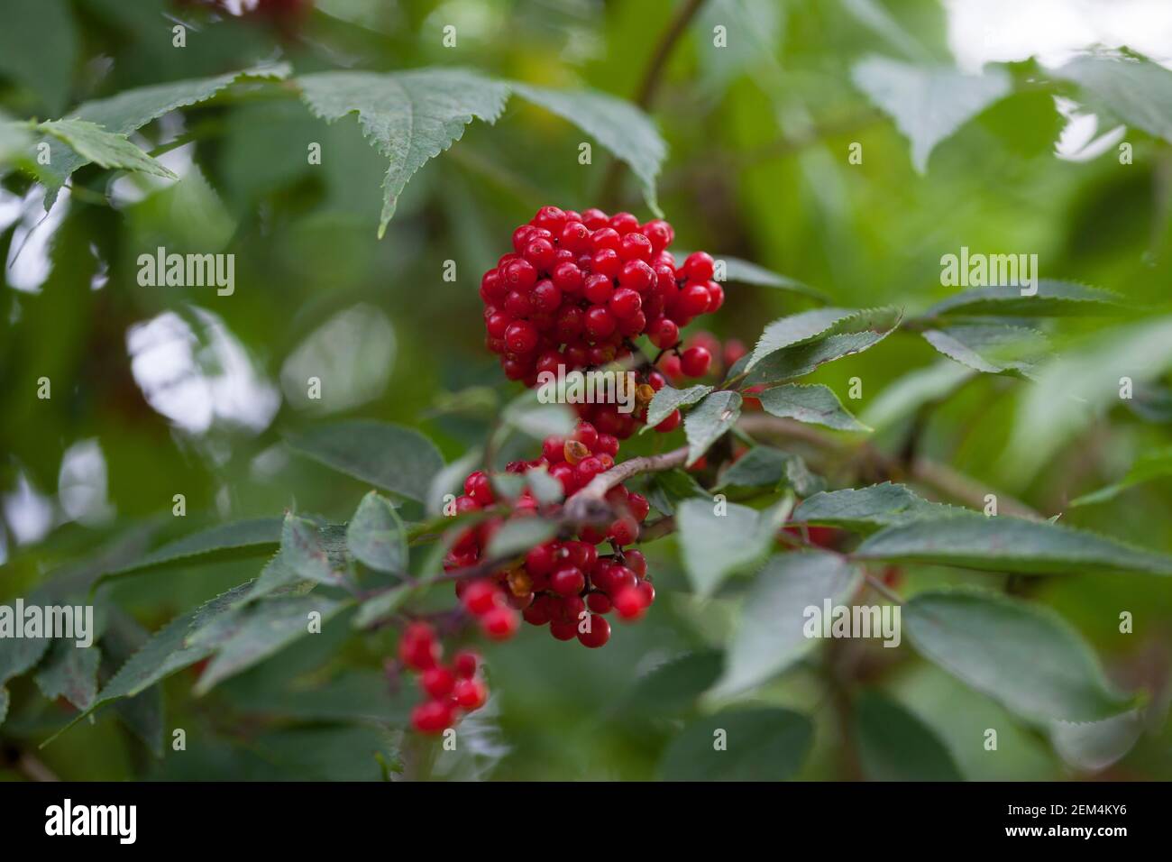 Roter Holunder, Trauben-Holunder, Traubenholunder, Bergholunder, Berg-Holunder, Reife Früchte, Sambucus racemosa, Elder rouge, Elderberry rouge, f Banque D'Images