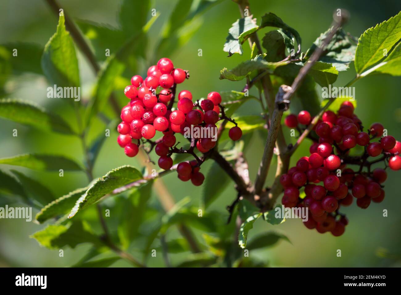 Roter Holunder, Trauben-Holunder, Traubenholunder, Bergholunder, Berg-Holunder, Reife Früchte, Sambucus racemosa, Elder rouge, Elderberry rouge, f Banque D'Images