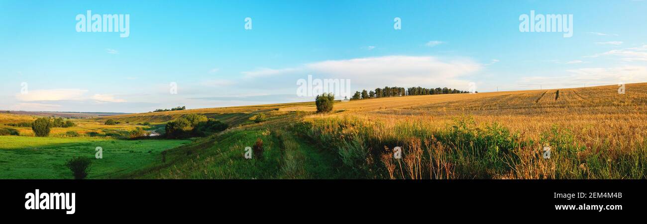 Paysage de campagne panoramique d'été avec prairie verte et blé mûr champ le matin ensoleillé Banque D'Images