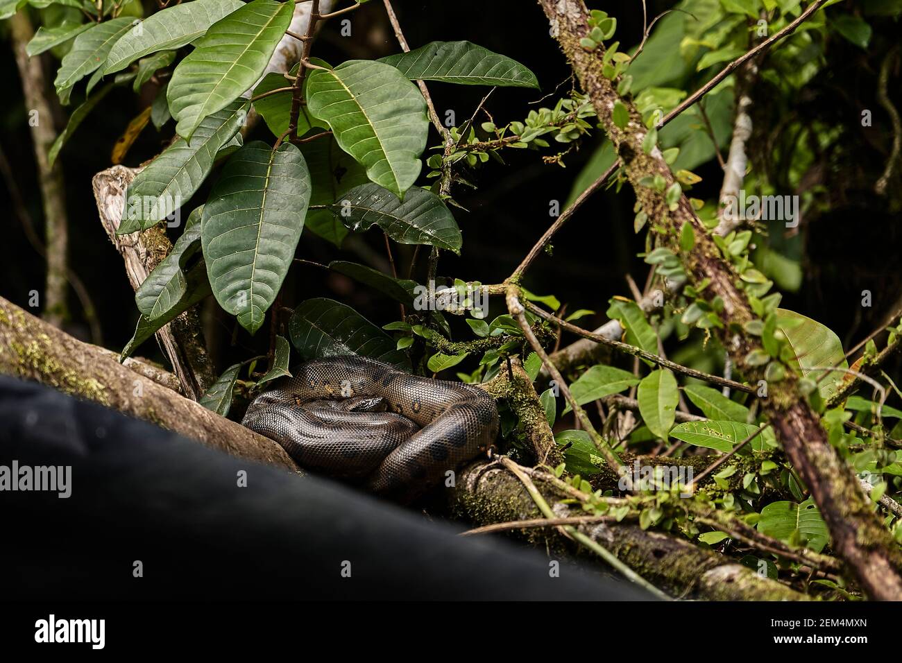 L'anaconda verte, Eunectes murinus, également anaconda géante ou commune, le boa eau commun, se trouve en Amérique du Sud et l'espèce de serpent la plus lourde, il est Banque D'Images