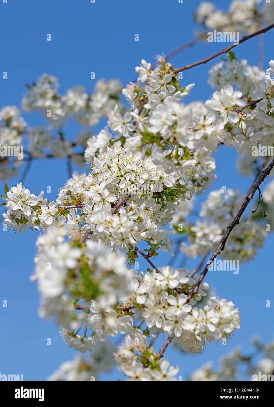 Gros plan sur les cerisiers en fleurs au printemps Banque D'Images