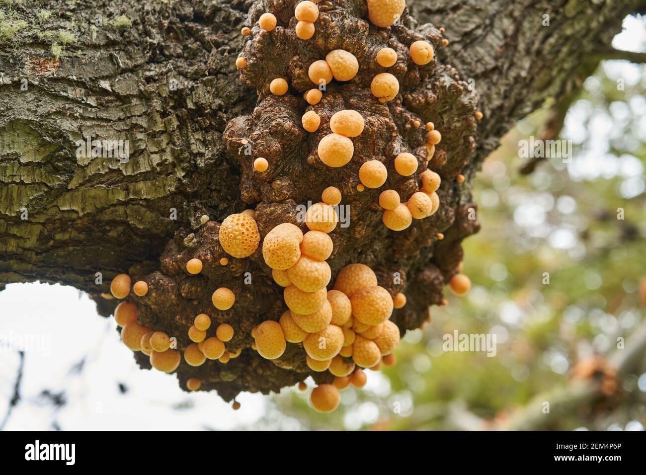 Cyttaria darwinii est un champignon spongieux, orange et édatable qui pousse sur les arbres de l'hémisphère sud. Également connu sous le nom de pain indien. Tierra del Banque D'Images