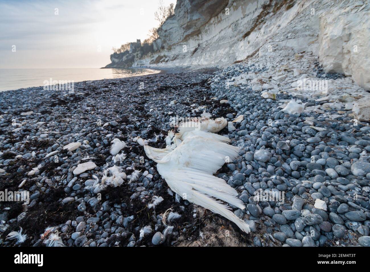 Corps mort de Mute Swan sur la plage de Stevns Klint en hiver. Banque D'Images