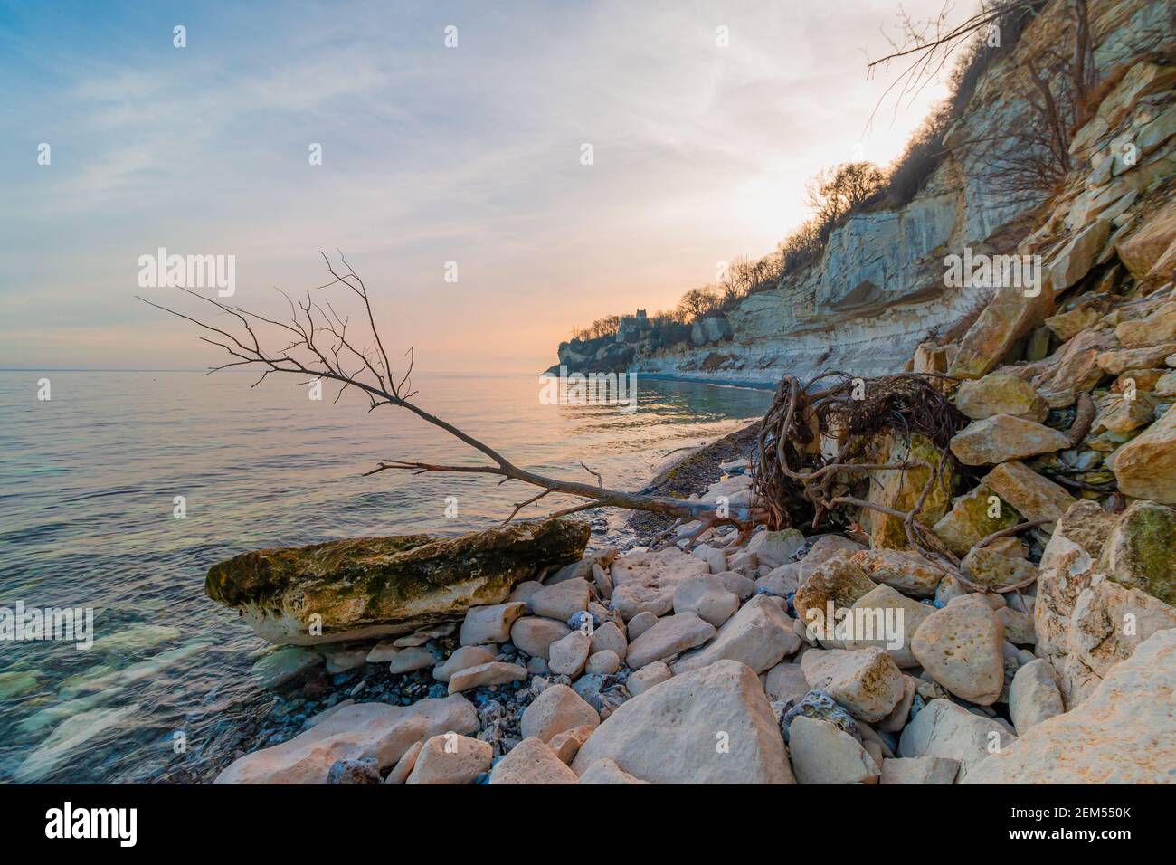 Un arbre tombé d'une falaise à Stevns Klint en hiver. Danemark Banque D'Images