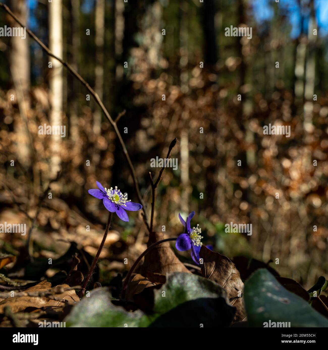 Leberblümchen blühen im Frühling als erstes im Wald. Les liverworts sont les premiers à fleurir dans la forêt au printemps. Les fleurs bleues aux étamines blanches. Banque D'Images