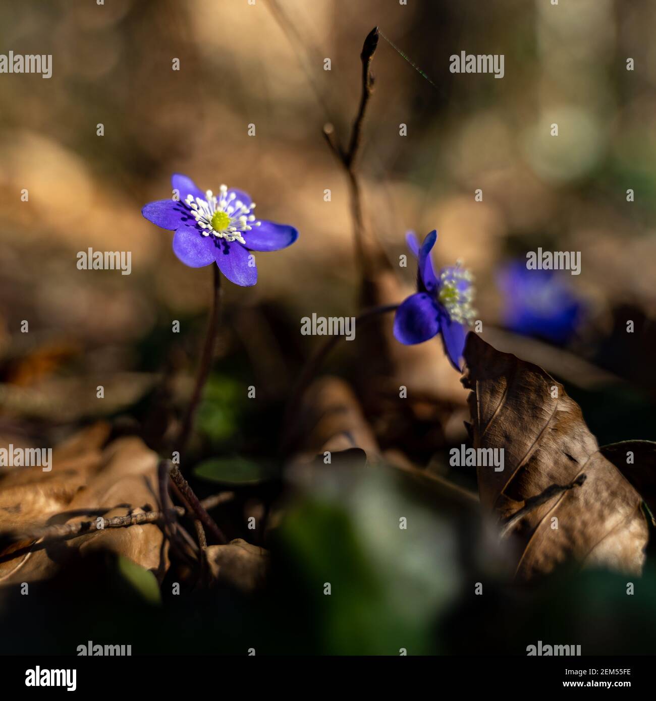 Leberblümchen blühen im Frühling als erstes im Wald. Les liverworts sont les premiers à fleurir dans la forêt au printemps. Les fleurs bleues aux étamines blanches. Banque D'Images