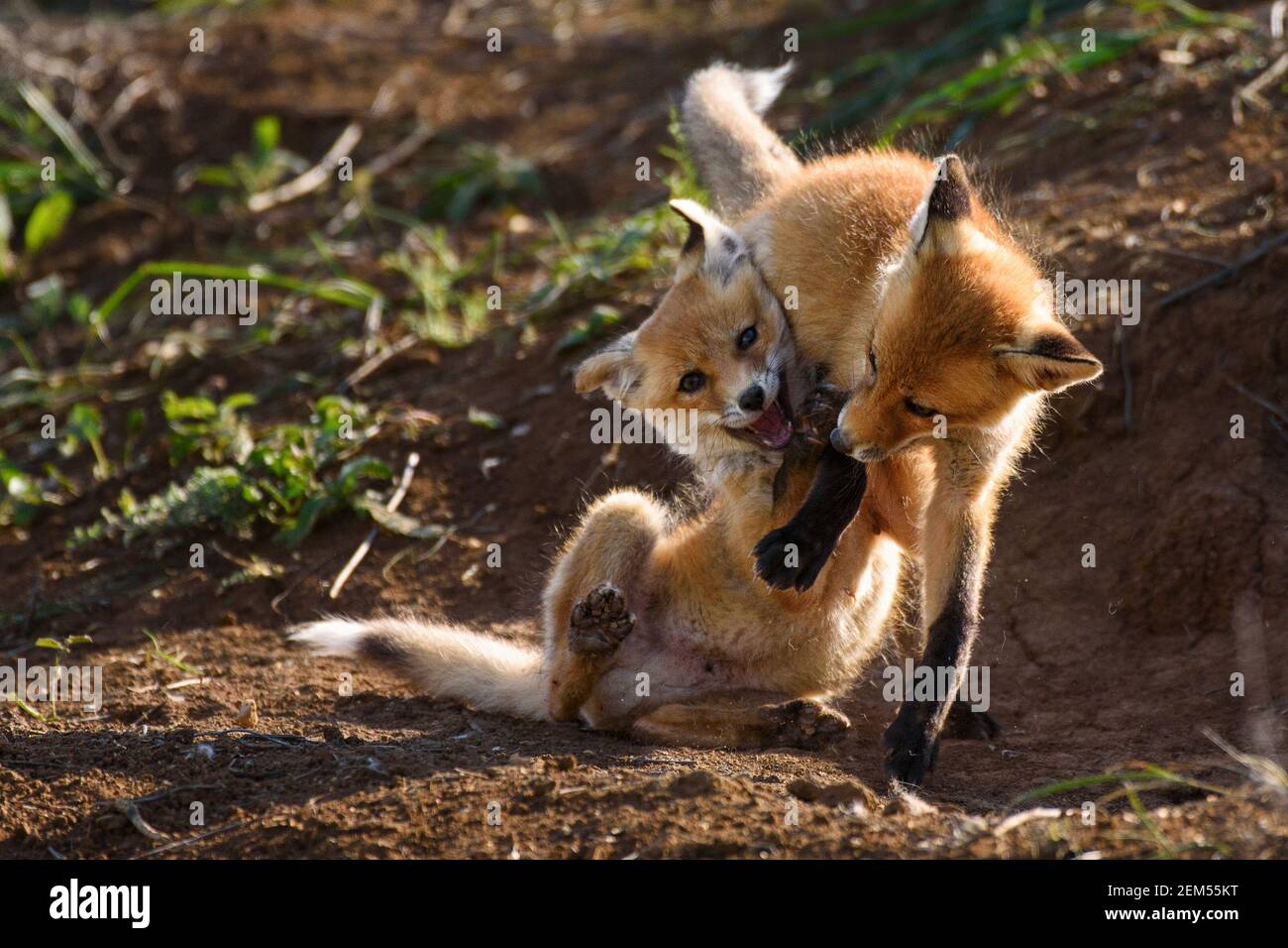 Deux jeunes renards rouges jouant près de son trou. Vulpes vulpes. Banque D'Images
