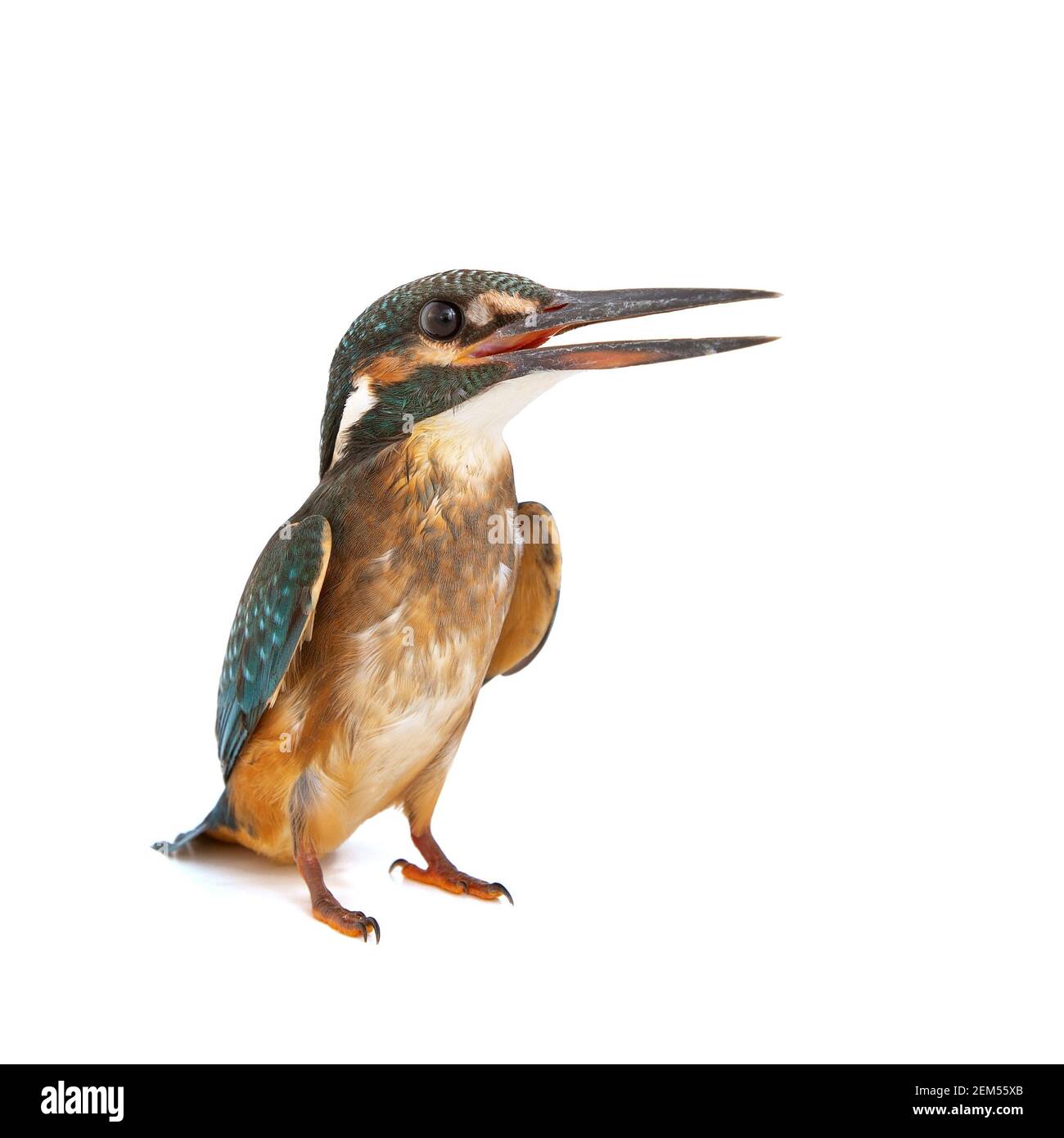 Kingfisher commun, Alcedo atthis, isolé sur fond blanc, nature exotique Banque D'Images