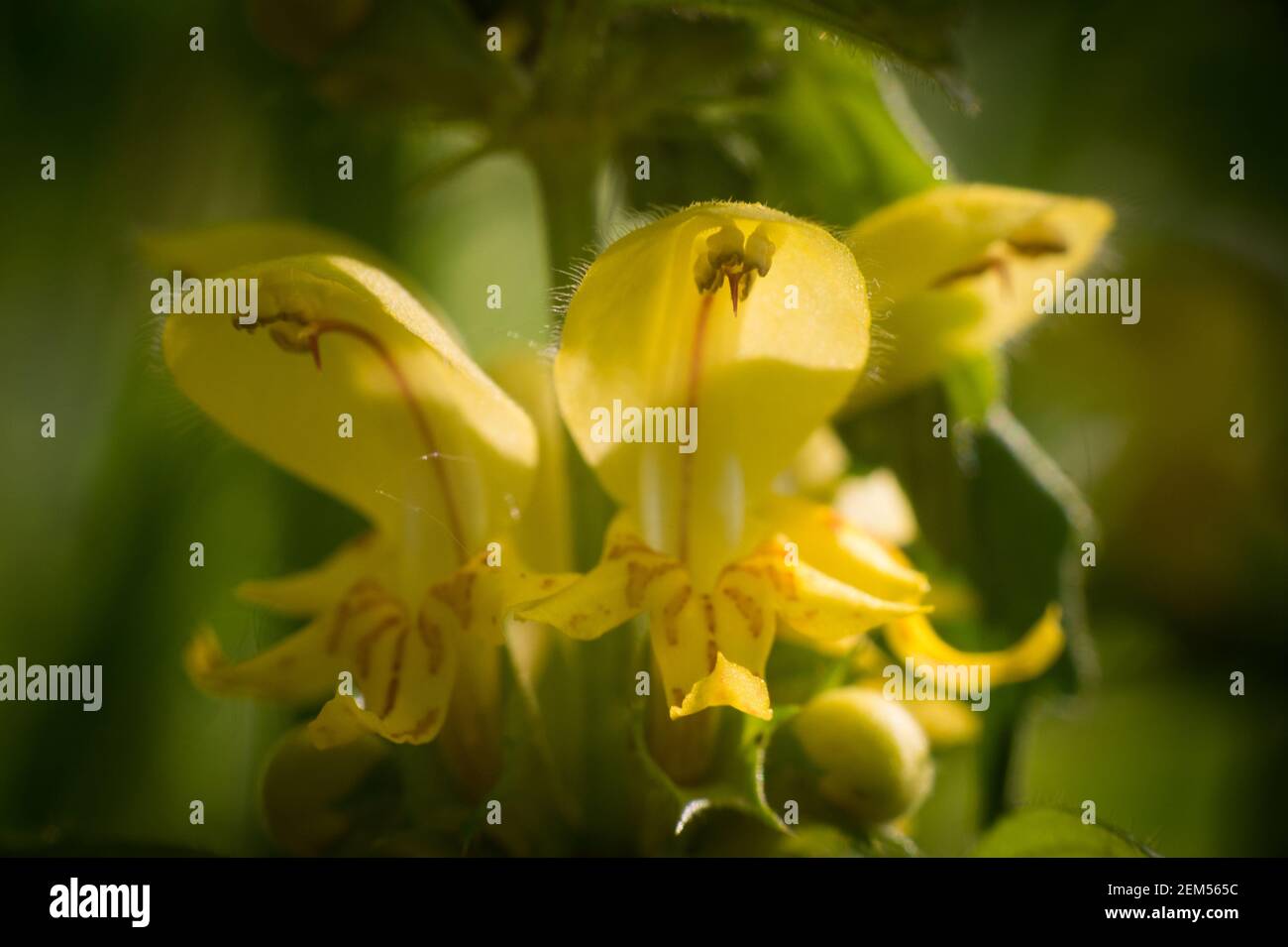 Lamium galeobdolona, connu sous le nom d'archange jaune, usine d'artillerie, ou usine d'aluminium, Scannilevée Copse, Christow, Devon, Royaume-Uni. Banque D'Images