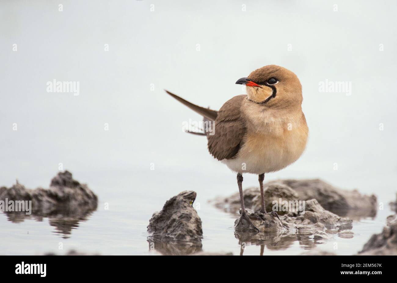 Pratincole à col (Glareola pratinola) se trouve sur la rive de l'étang. Banque D'Images