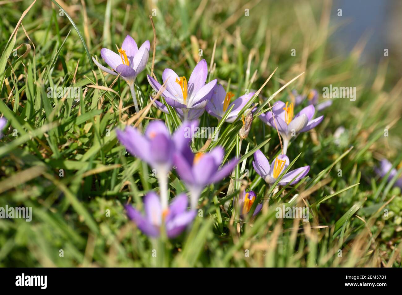 Les fleurs de Crocus fleurissent sous le soleil d'hiver à Geffen, pays-Bas Banque D'Images