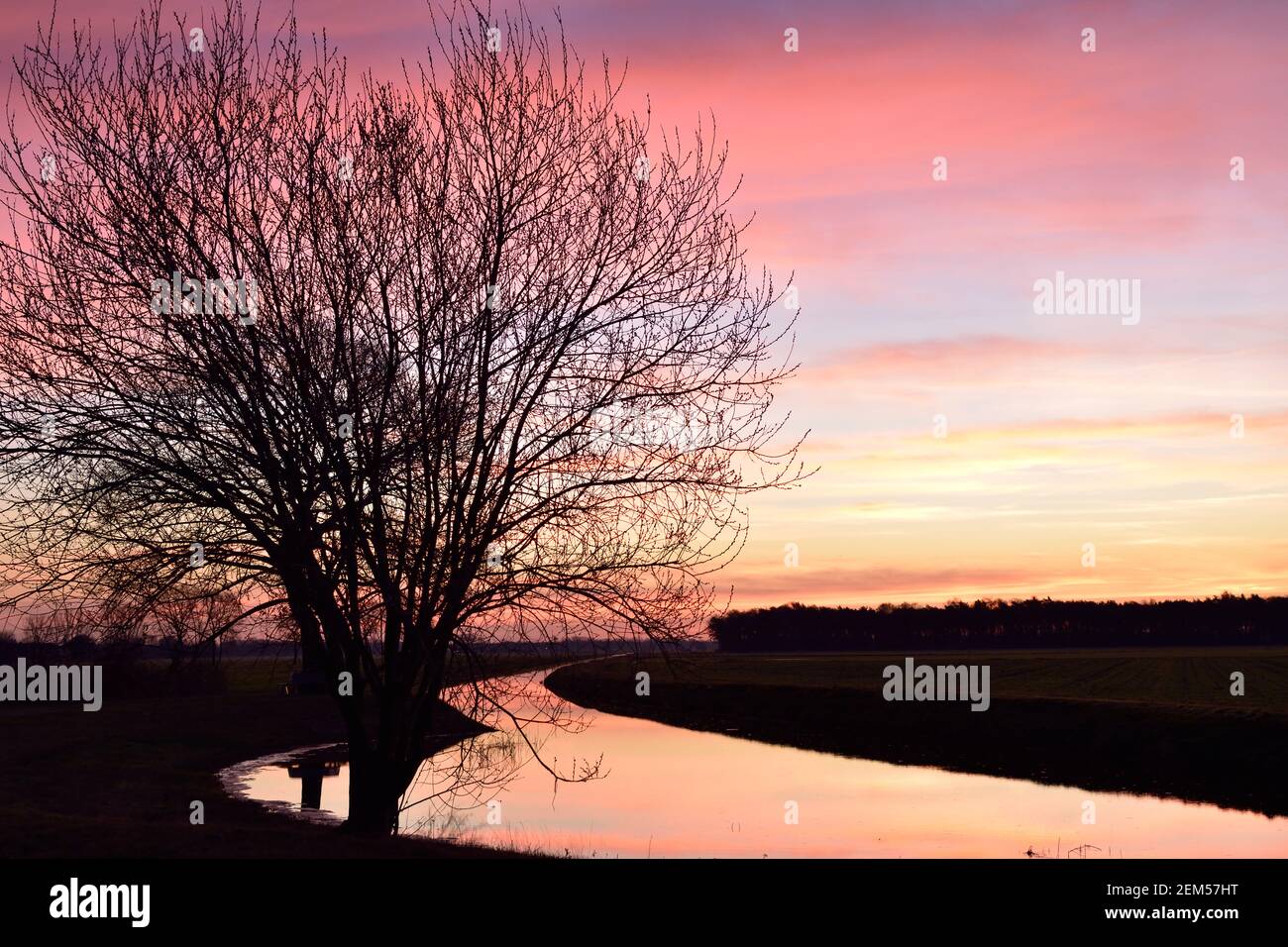 Arbre silhoueté avec ciel d'aube rouge réfléchissant dans l'eau D'un canal près de Vinkel aux pays-Bas Banque D'Images