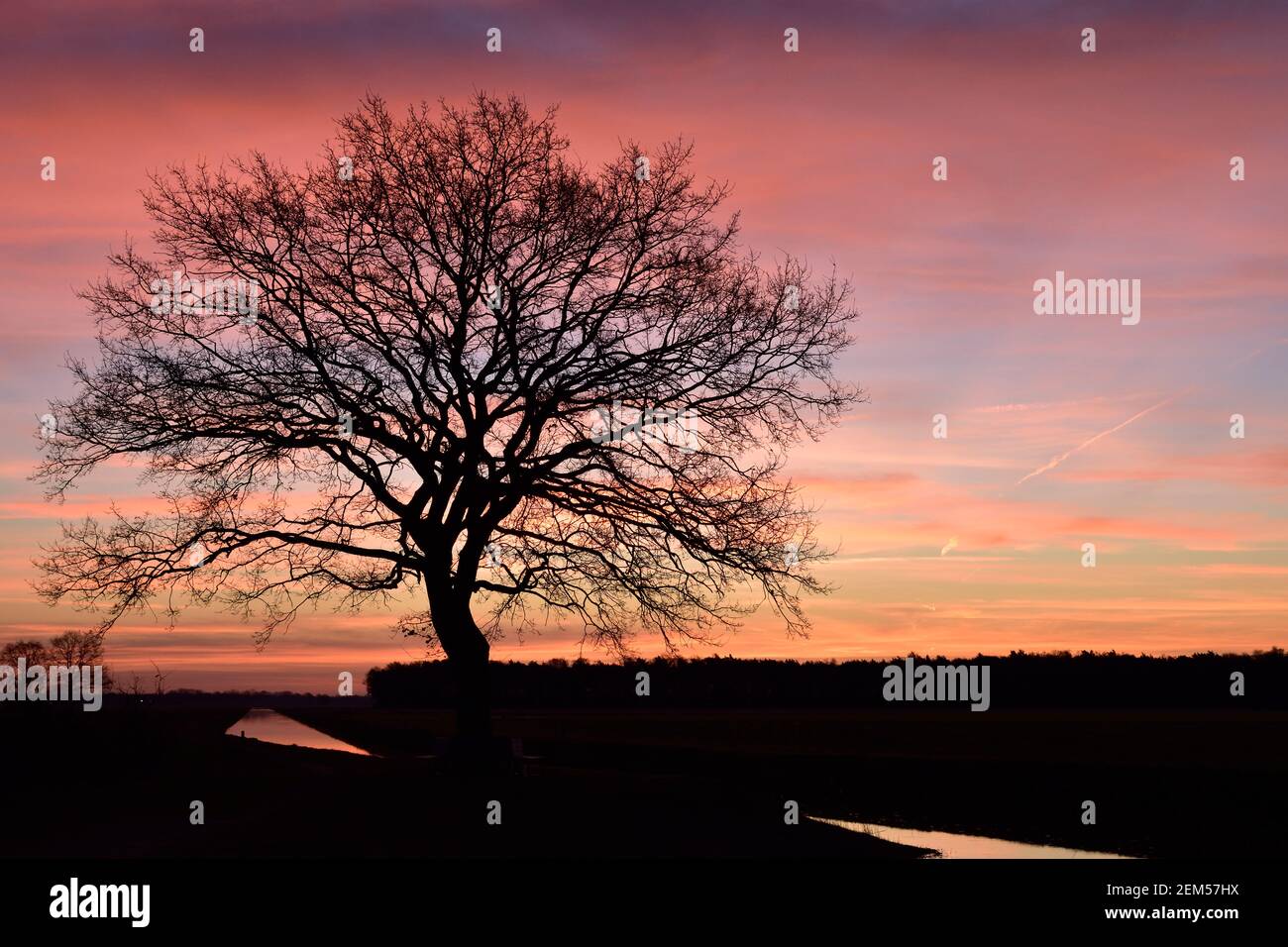 Magnifique arbre en silhouette avant un lever de soleil à proximité Vinkel aux pays-Bas Banque D'Images