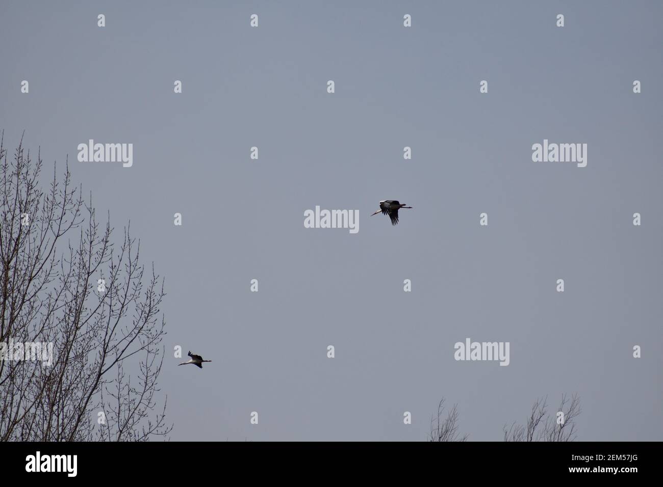 Oiseaux de la cigogne blanche en vol au-dessus des sommets des arbres Banque D'Images