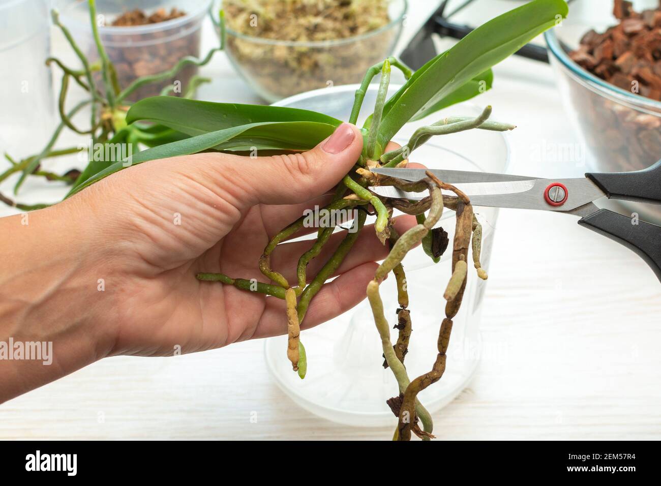 Coupe de racines de phalaenopsis avec des ciseaux. Orchidées de soin des  plantes. Couper les racines des orchidées. Jardinage à la maison Photo  Stock - Alamy