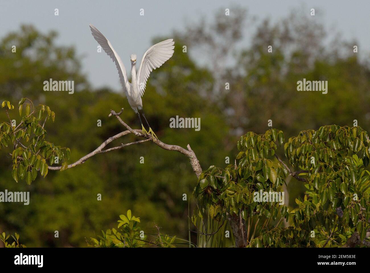 Egret enneigé dans le parc national des Everglades près de Homestead Florida. Egretta thula Banque D'Images