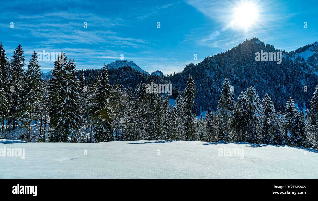 Paradis hivernal à Bregenzerwald, le chemin entre Sibratsgfäll et Schönebach passe par la forêt enneigée de sapins blancs et d'épinettes. Autriche Banque D'Images