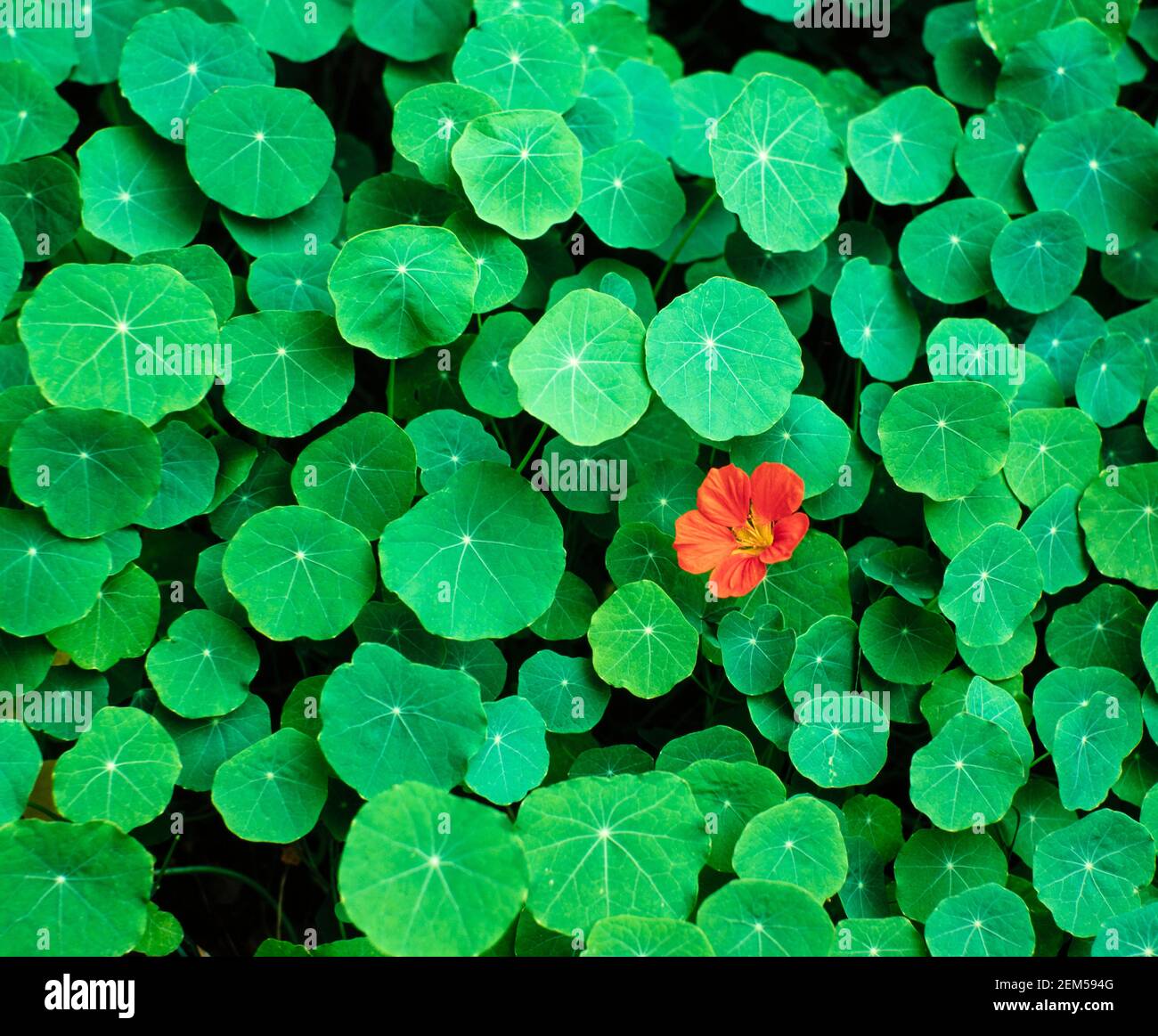 Gros plan d'une fleur rouge de nasturtium (Tropaeolum). Fleur rouge de nasturtium Et des feuilles de vert vif Tropaeolum majus Banque D'Images