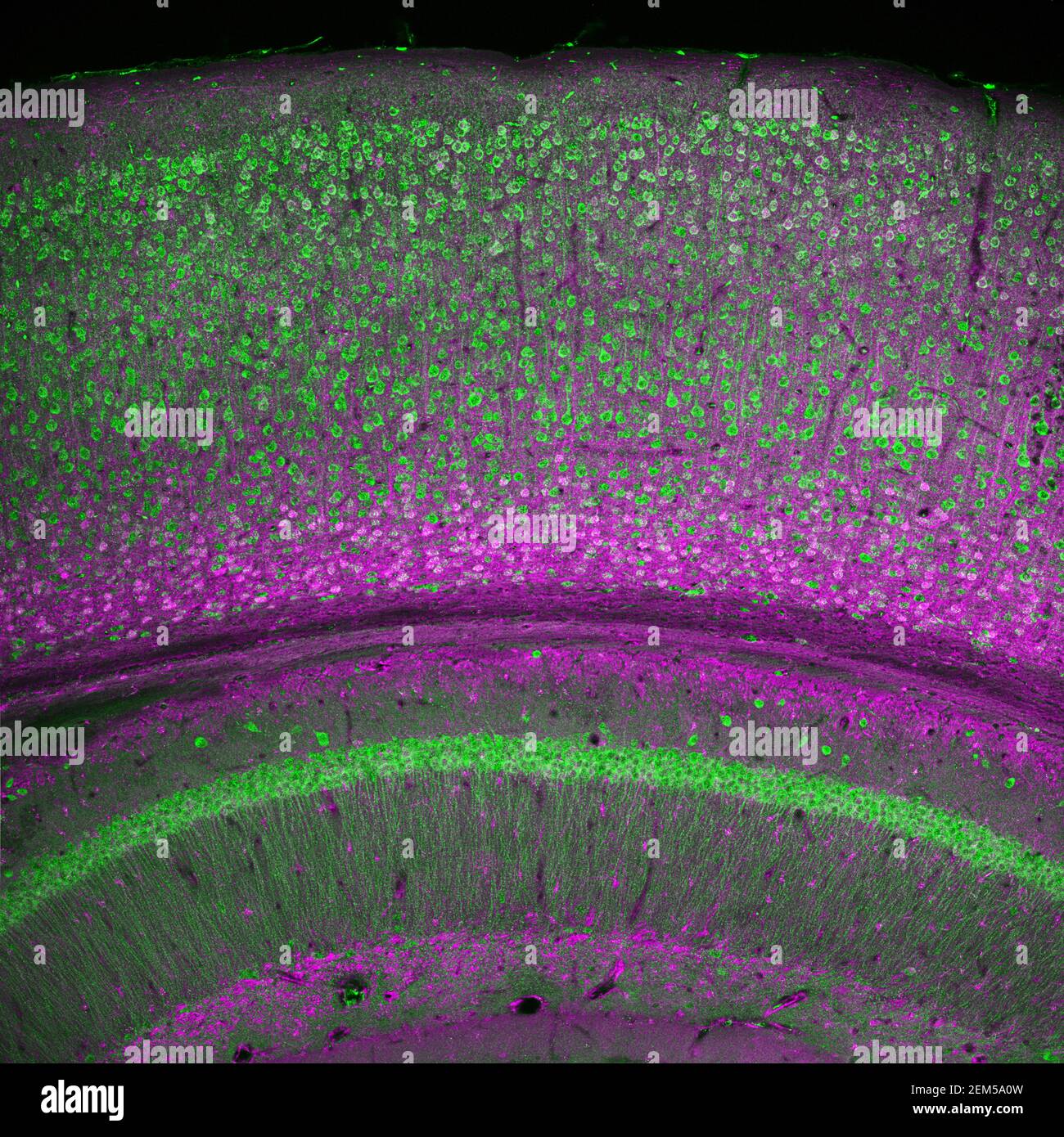 Cortex cérébral et partie de l'hippocampe dans une section du cerveau de souris, marquée par immunofluorescence et enregistrée par balayage laser confocal Banque D'Images