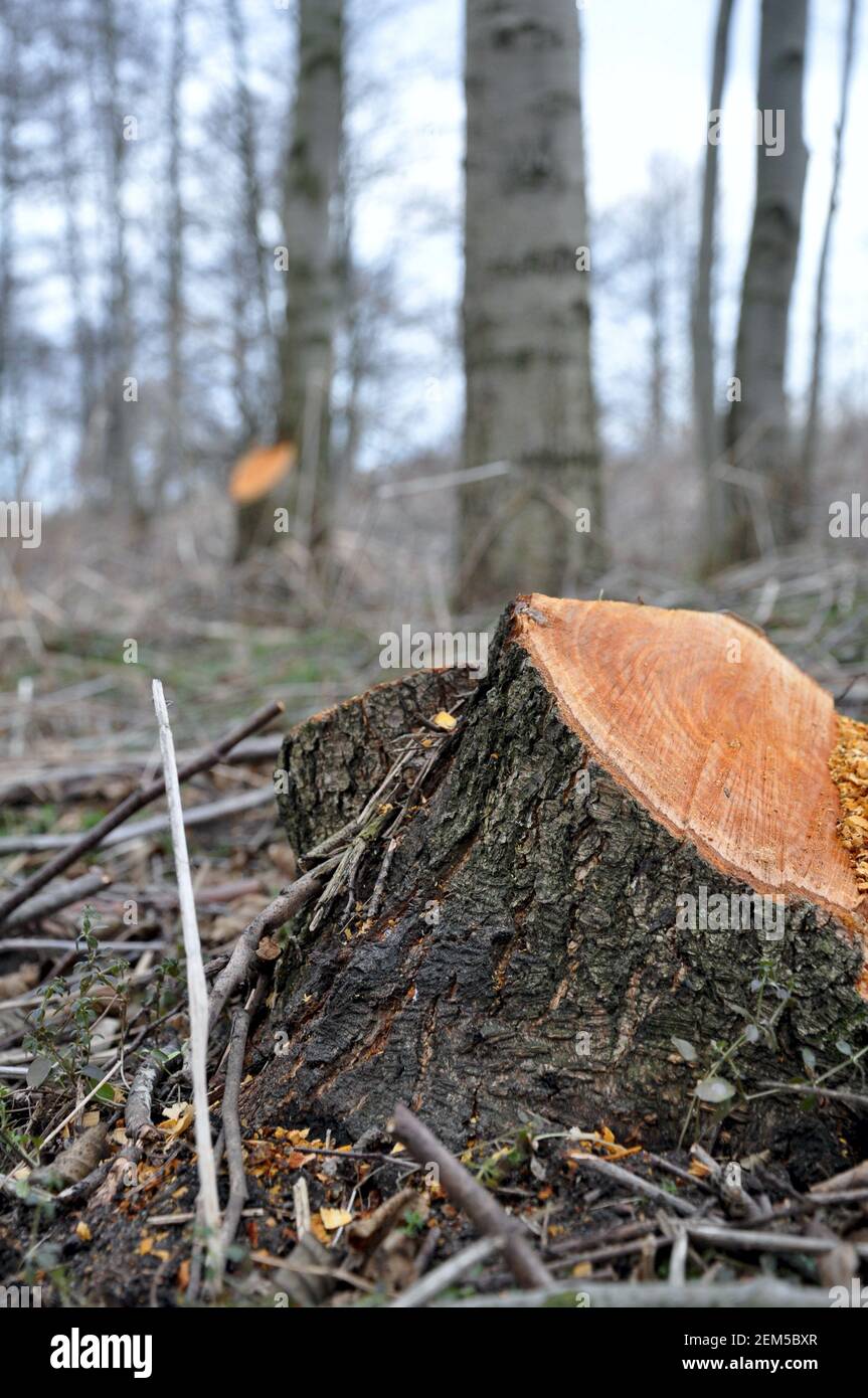 En hiver, en forêt, vous pouvez voir des troncs d'arbres fraîchement taillés avec une perspective, Pologne février 2021 Banque D'Images